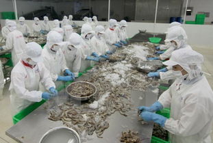 美国继续对越南虾类征收反倾销税