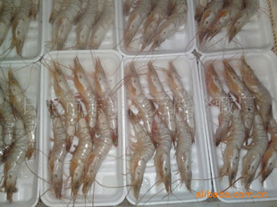 日照鲜活水产品|日照鲜活水产品价格|日照鲜活水产品公司