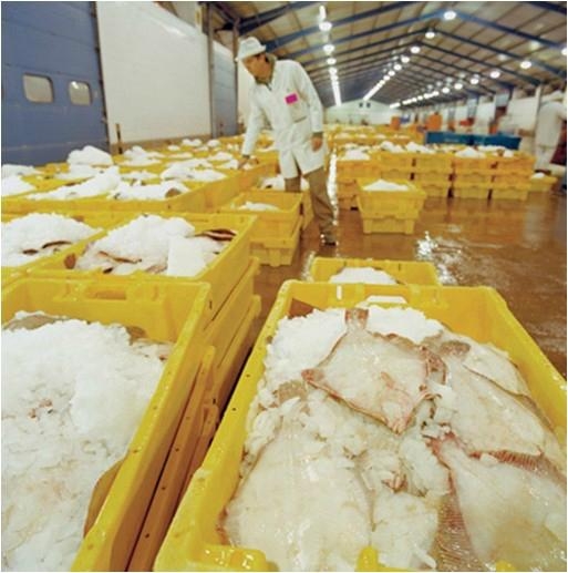 商业片冰机 - LR-1T - 利尔 (中国 广东省 生产商) - 粗加工水产品 - 加工食品 产品 「自助贸易」