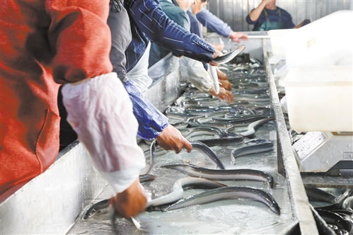 我市大力打造公共区域品牌 江门水鲜 让水产预制产业 游 向更大市场