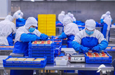 山东荣成:水产品出口加工忙