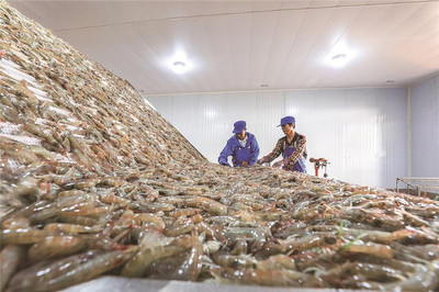 滦南:南美白对虾加工忙