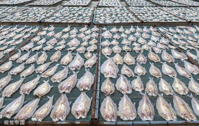 江苏宿迁:养殖户晾晒鱼干“队列”整齐 特色水产品加工强村富民