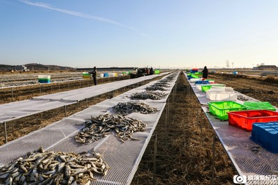 史诗级晒鱼!120亩稻田30万斤雷鱼仿佛雷声滚滚