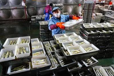 浙江的渔船归港渔获产销旺,来看岱山和象山渔船热闹的卸货场景