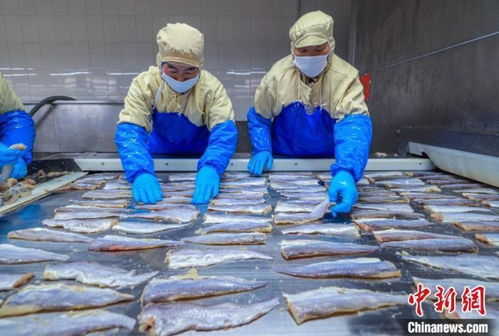 山东荣成 水产品出口加工忙