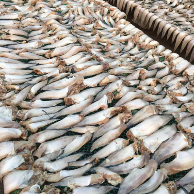 【威海特产老冷干先生鱼狮子鱼干货批发其他粗加工水产品