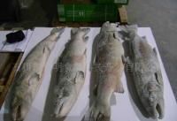 长期0智利三文鱼,鳟鱼,COHO,去头,有头等[供应]_粗加工水产品_世界工厂网中国产品信息库