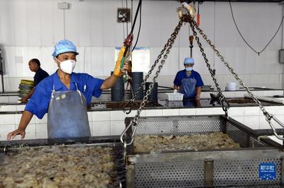 滨州沾化:海蜇加工忙