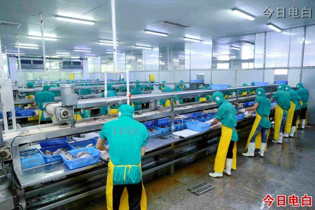 新洲海产公司是电白最大的水产品加工出口企业,年水产品加工量可达4万