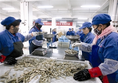 新区水产企业备战春节市场 开足马力加工海鲜-新闻中心-北方网