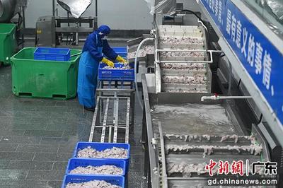 金融力量助推广东湛江“中国水产预制菜之都”加速跑