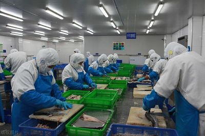 中国继续"限制"俄罗斯狭鳕鱼进口,或利好国产罗非鱼?