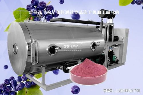 蓝莓冻干粉是如何通过食品冻干机加工而成的