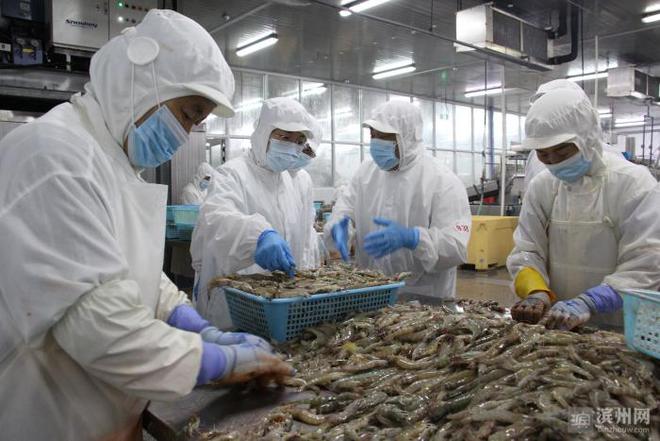 滨州对虾进入捕获季
