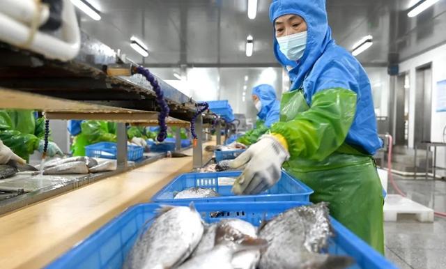 宁德蕉城水产业:满产赶订单,出海拓市场