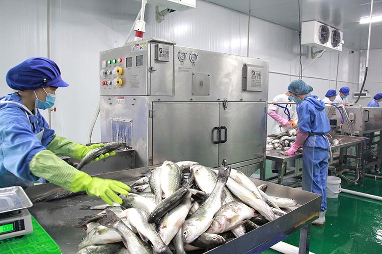两分钟锁住活鱼鲜味 ——品珍优鲜旗下鲜品达丰瀛加工厂水产自动加工