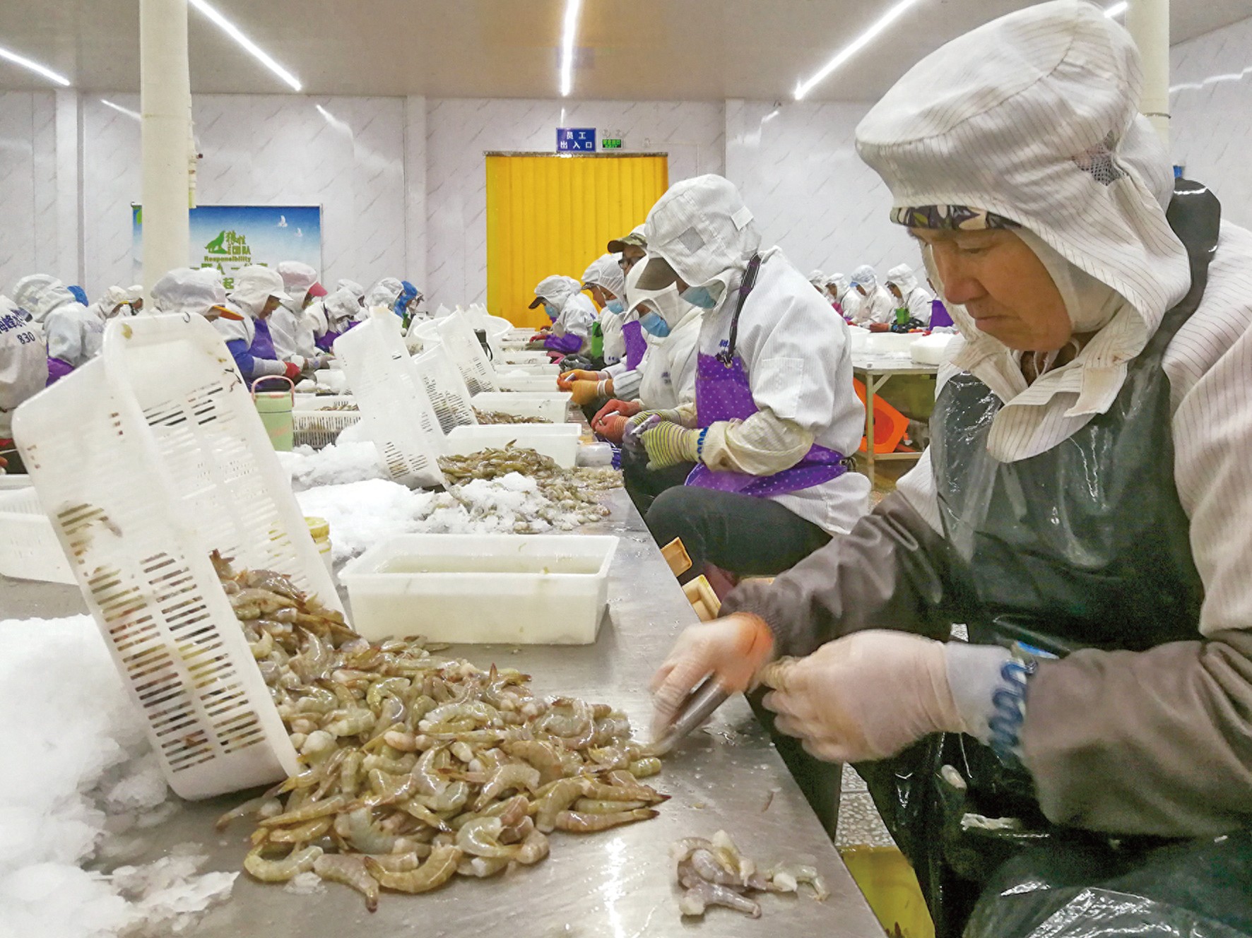 北海海峰水产加工车间内,村民们正熟练地剥除虾头,虾壳,虾线