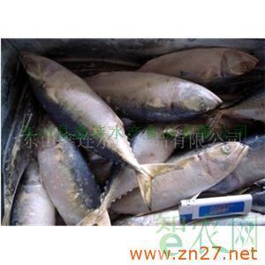供应粗加工水产品.(白面鱼)_东山县鑫连水产食品_智农分级_知e农网(智农网)