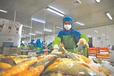 宁德蕉城水产企业出口忙