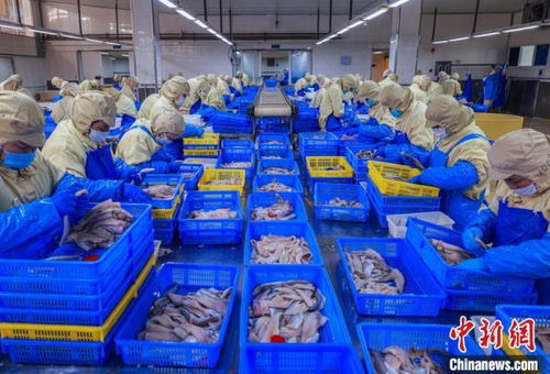 山东荣成 水产品出口加工忙