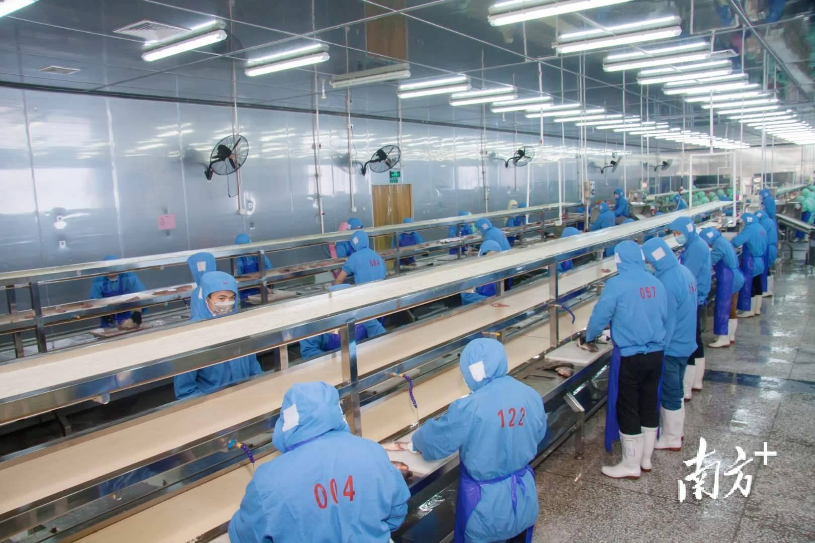 1-8月总产值同比增68%,这家企业出口水产品如何跃出新高度?_惠众_黄诗