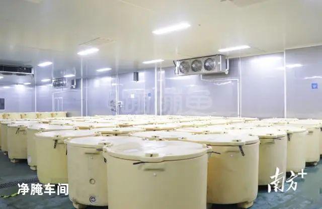 广东活鱼流通帝国盯上“年鱼”! ▏年鱼经济百家谈