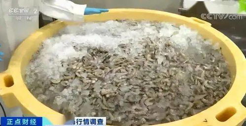 春节口福来了! 这种海鲜价格腰斩，水产品加工迎消费热潮