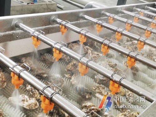 宁波水产新突破 专业生蚝清洗加工厂助力产业升级