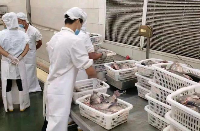 增城首个！中新镇莲花出水农科小镇获批省级农业科技园区，聚焦水产品加工