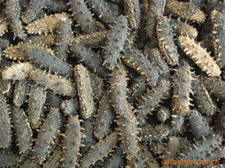 干制水产品的加工方法与技术要点