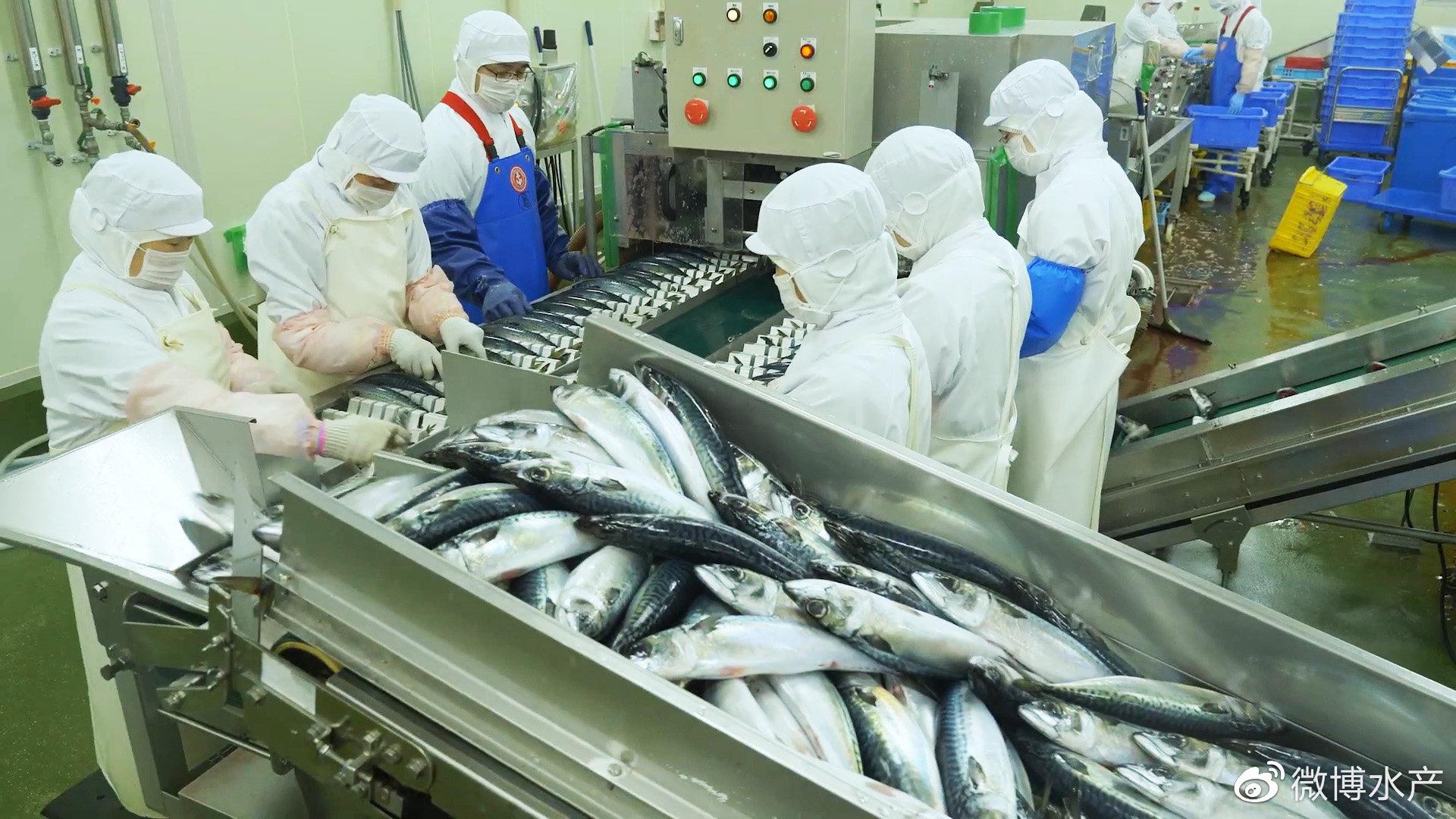 日本鲐鱼捕捞与加工 从海洋到罐头的鲜美之旅